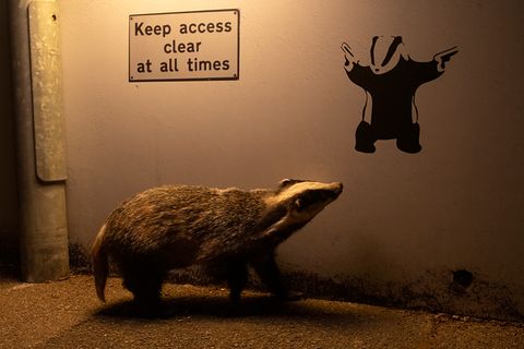 Ein Dachs streift an einer Einfahrt vorbei.