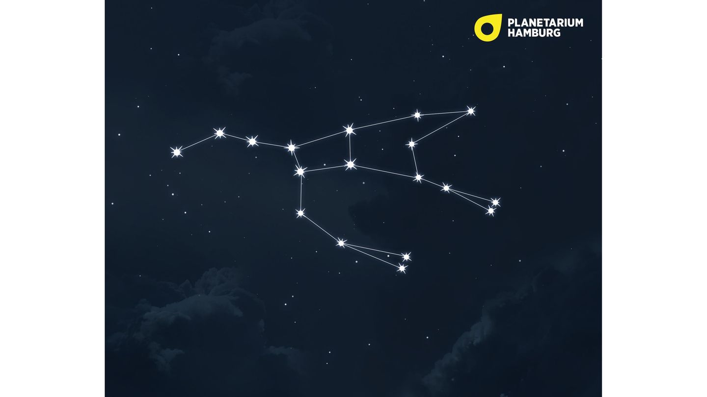 Die meisten von euch werden den Großen Bären kennen – aber unter einem anderen Namen. Denn das auffällige Sternbild besteht aus besonders hellen Sternen, deren Formation bei uns auch als Großer Wagen bekannt ist. Da der Große Bär „zirkumpolar“ ist, sich also nah am nördlichen Himmelspol befindet, geht er bei uns nie unter. Wir können ihn das ganze Jahr hindurch am Firmament sehen.
