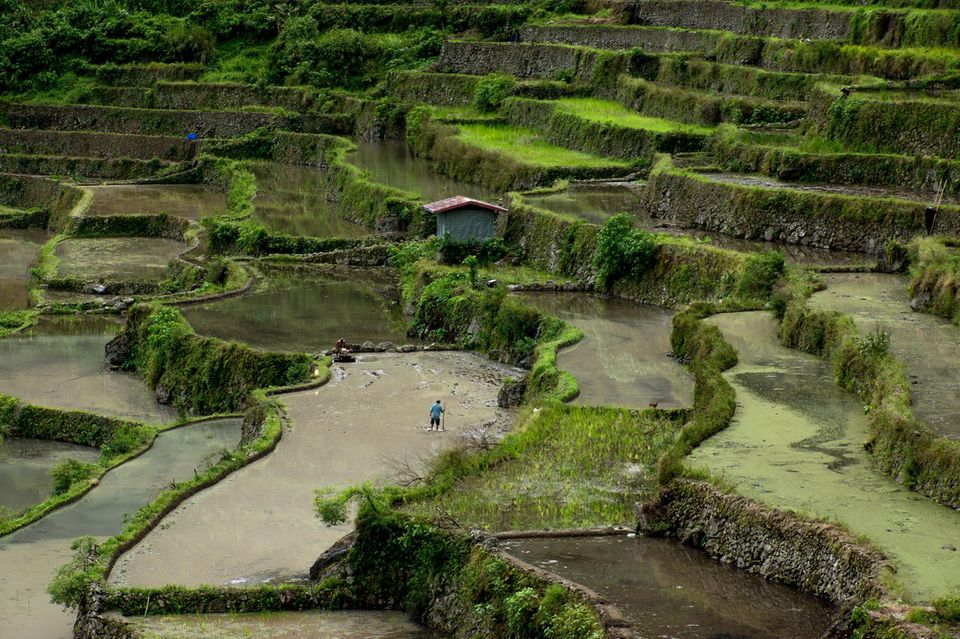 Philippinen: Eine Wanderung durch die Reisterrassen bei Banaue ermöglicht Einblicke in wunderschöne Kulturlandschaften Eine Wanderung durch die Reisterrassen bei Banaue ermöglicht Einblicke in wunderschöne Kulturlandschaften