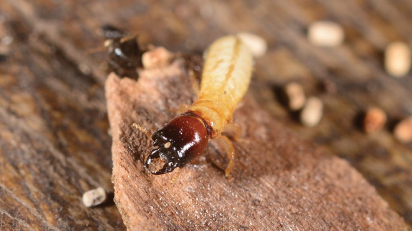 Botanische Gärten: "Völlig neue Ökosysteme": 19-Jähriger entdeckt Dutzende tropische Tierarten in Gewächshäusern