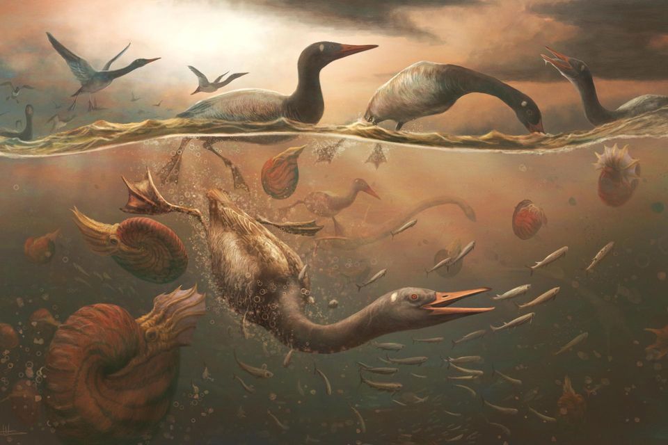 Eine künstlerische Darstellung von Vegavis iaai, einem Wasservogel aus der Oberkreidezeit 1.6