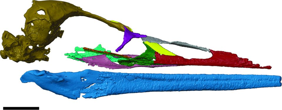 Eine dreidimensionale Rekonstruktion des Fossils von Vegavis iaai