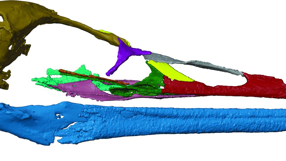 Eine dreidimensionale Rekonstruktion des Fossils von Vegavis iaai 