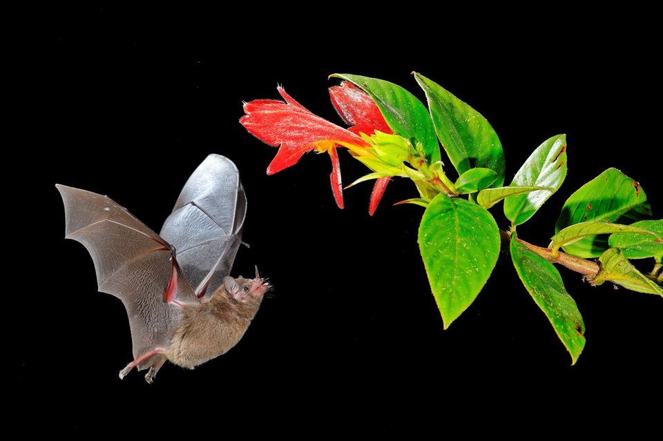 Blütenfledermaus schnuppert nachts an einer roten Blüte 1.5004
