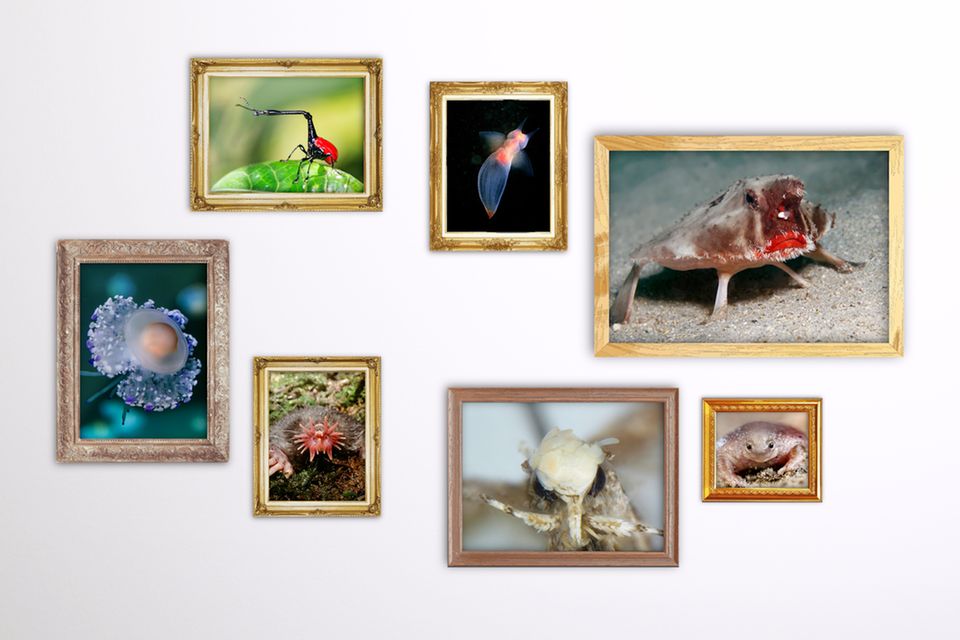 Fantastische Tierwesen: Kennen Sie schon diese acht kuriosen Kreaturen? 1.7778