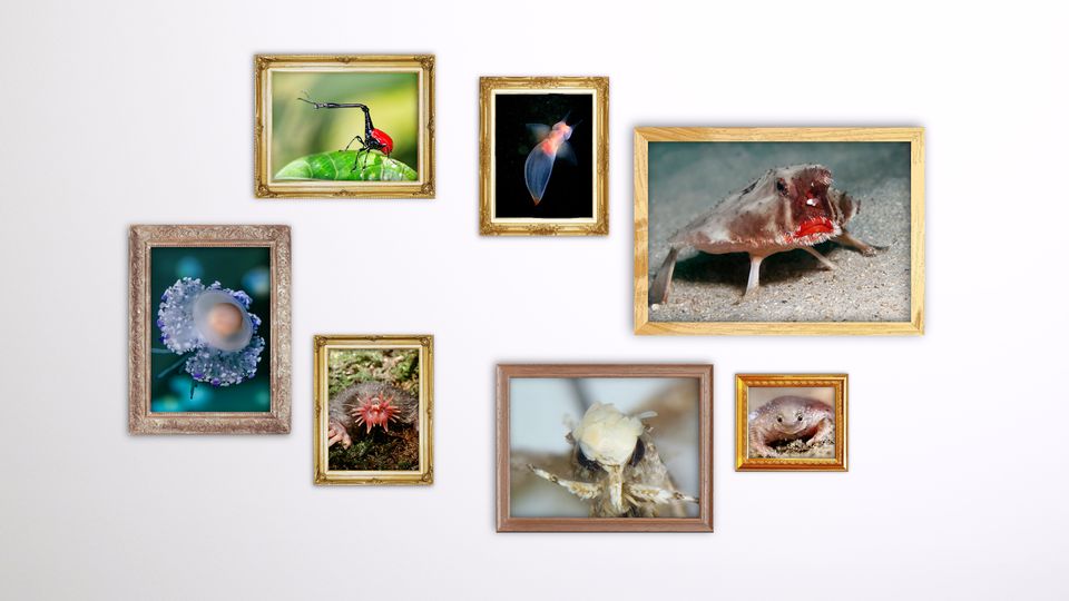 Fantastische Tierwesen: Kennen Sie schon diese acht kuriosen Kreaturen? Fantastische Tierwesen: Kennen Sie schon diese acht kuriosen Kreaturen?