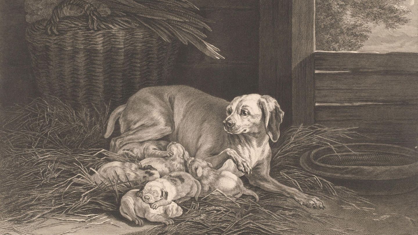 Bracken-Mutter mit Welpen