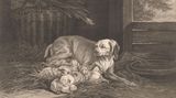 Bracken-Mutter mit Welpen