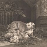 Bracken-Mutter mit Welpen