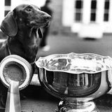 Welpe des Jahres - Simon im London Zoo 1979