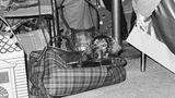 Dachshund im Jahr 1973