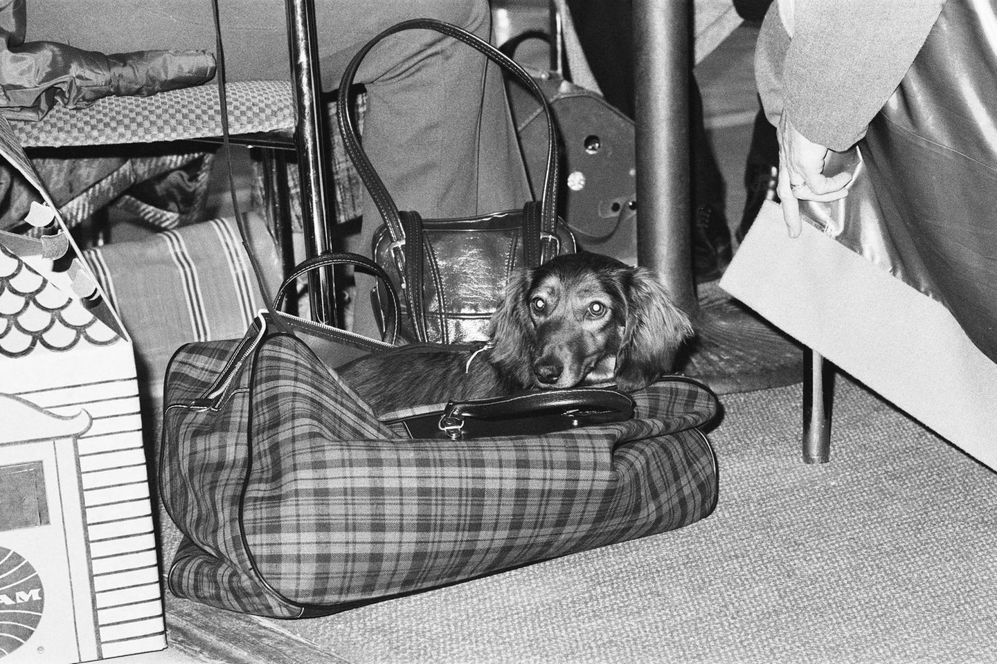 Anpassungsfähiger Begleiter Dachshund im Jahr 1973