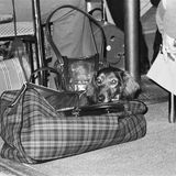 Dachshund im Jahr 1973