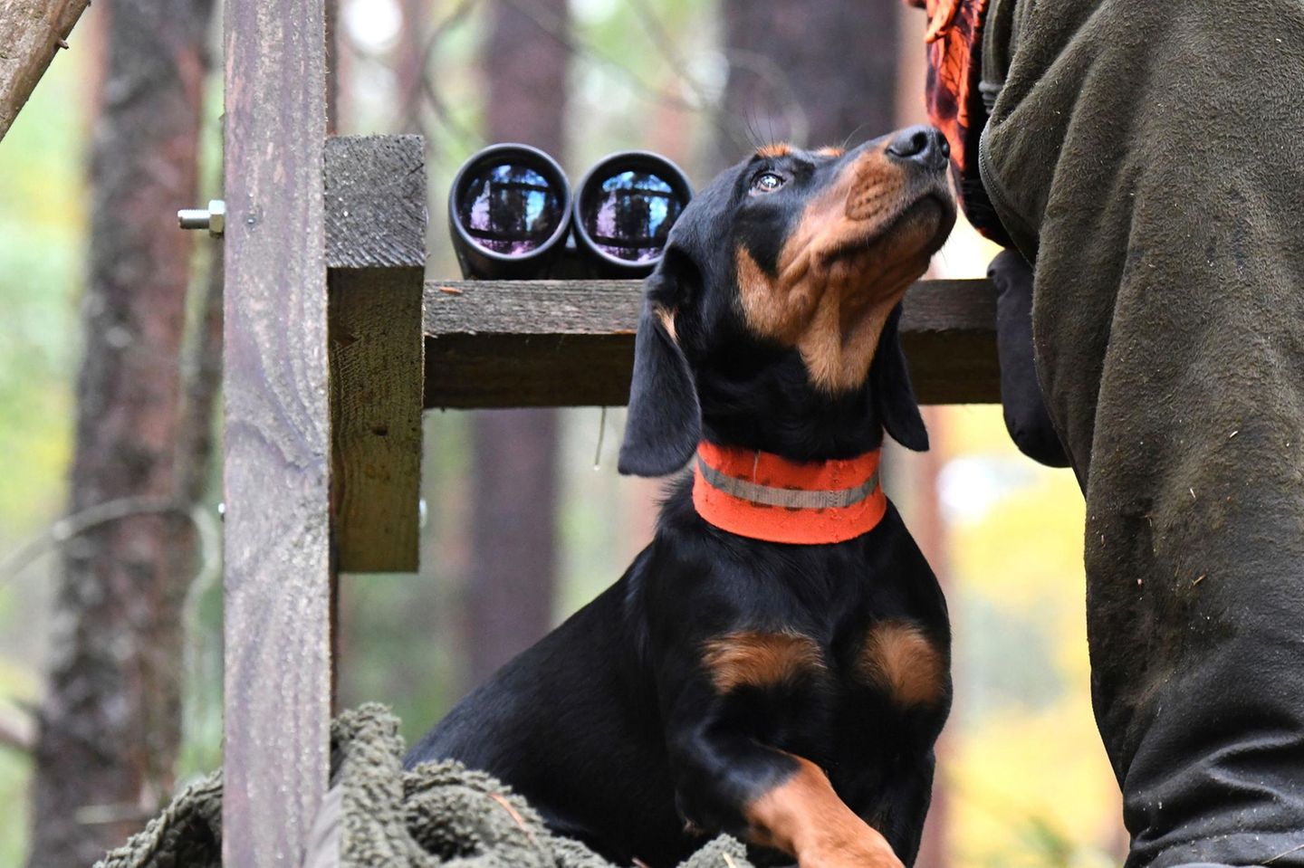 Beliebt damals und heute Dackel bei der Jagd