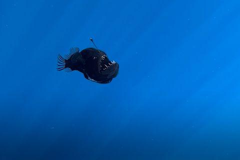 Tierwelt: Sensationelle Entdeckung: Anglerfisch in Küstennähe gesichtet