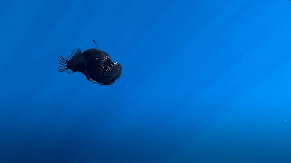 Tierwelt: Sensationelle Entdeckung: Anglerfisch in Küstennähe gesichtet