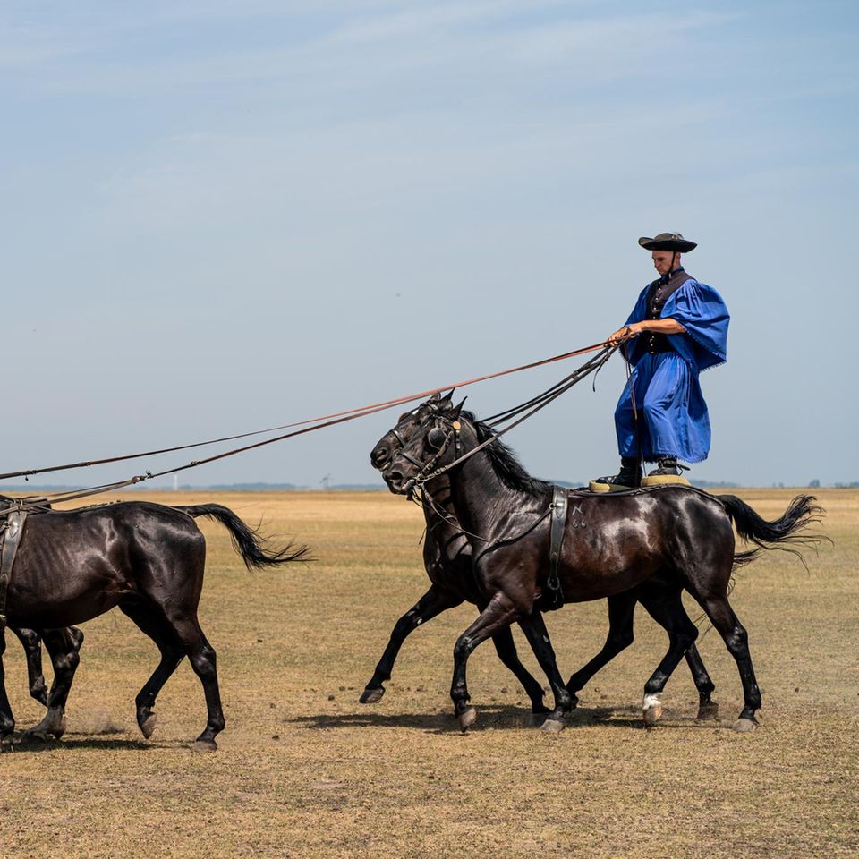 Reiter steht auf zwei Pferden und führt drei Pferde vor sich Reiter steht auf zwei Pferden und führt drei Pferde vor sich