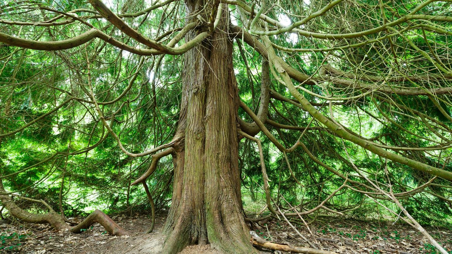 Mystischer Baum: Die Eibe bringt den Tod  und spendet Leben - [GEO]