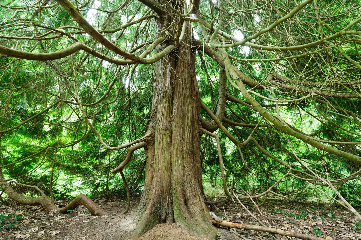 Mystischer Baum: Die Eibe bringt den Tod  und spendet Leben - [GEO]