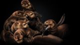Der Riesenotter (Pteronura brasiliensis) ist mit einer Länge von bis zu 1,80 Metern der Gigant unter den Ottern. Und ein Symboltier für die Flüsse und Seen des Amazonas. Er lebt in großen Familienverbänden, die sich kooperativ um Jagd und Aufzucht der Jungen kümmern.