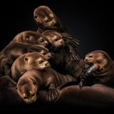 Der Riesenotter (Pteronura brasiliensis) ist mit einer Länge von bis zu 1,80 Metern der Gigant unter den Ottern. Und ein Symboltier für die Flüsse und Seen des Amazonas. Er lebt in großen Familienverbänden, die sich kooperativ um Jagd und Aufzucht der Jungen kümmern.