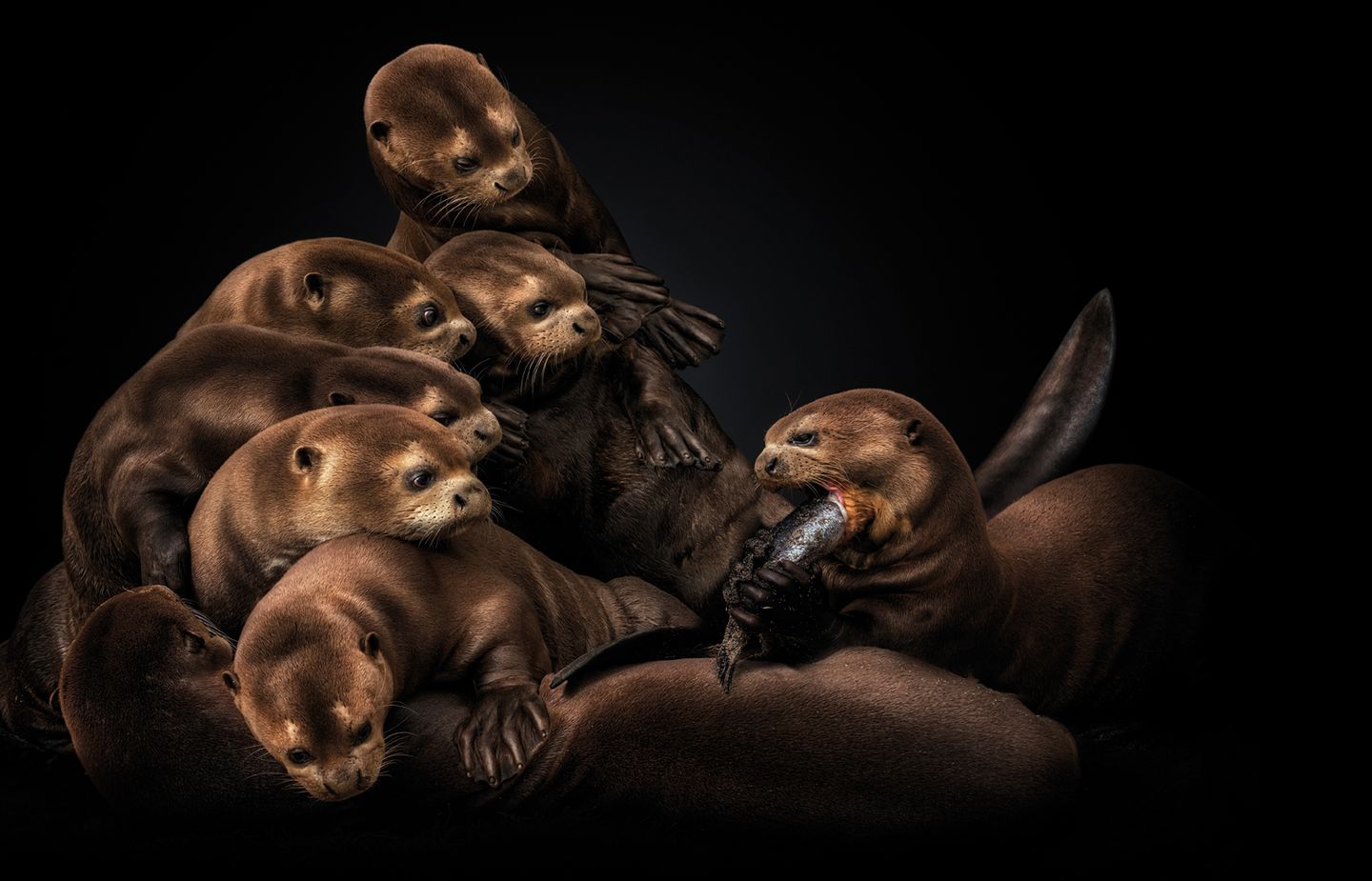 Der Riesenotter (Pteronura brasiliensis) ist mit einer Länge von bis zu 1,80 Metern der Gigant unter den Ottern. Und ein Symboltier für die Flüsse und Seen des Amazonas. Er lebt in großen Familienverbänden, die sich kooperativ um Jagd und Aufzucht der Jungen kümmern.