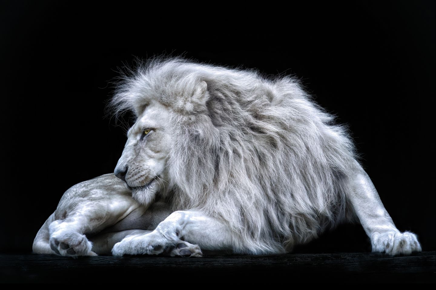 Einen seltenen Anblick konnte der Fotograf hier festhalten: Ein weißer Löwe, dessen helle Färbung durch eine genetische Mutation namens Leuzismus verursacht wird. Anders als beim Albinismus sind die Augen von der Pigmentstörung nicht betroffen.