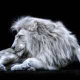 Einen seltenen Anblick konnte der Fotograf hier festhalten: Ein weißer Löwe, dessen helle Färbung durch eine genetische Mutation namens Leuzismus verursacht wird. Anders als beim Albinismus sind die Augen von der Pigmentstörung nicht betroffen.