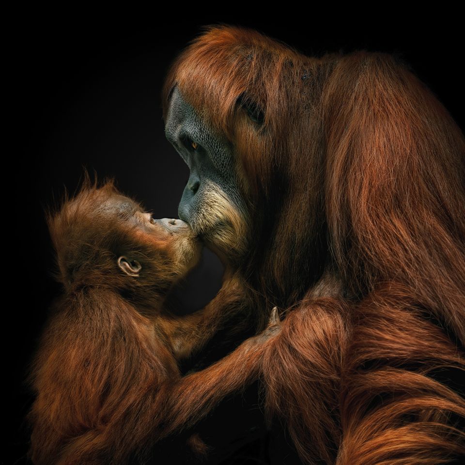 Ihren ersten Nachwuchs bekommen Orang-Utan-Weibchen mit rund 15 Jahren. Nach einer Tragzeit von acht bis neun Monaten bringen die Menschenaffen meist ein einziges Junges zur Welt. Bis zu vier Jahre wird es gesäugt und nah am Körper getragen. Erst im Alter von sechs bis acht Jahren wird es zunehmend selbstständig und geht schließlich eigene Wege.