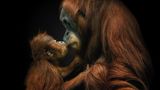 Ihren ersten Nachwuchs bekommen Orang-Utan-Weibchen mit rund 15 Jahren. Nach einer Tragzeit von acht bis neun Monaten bringen die Menschenaffen meist ein einziges Junges zur Welt. Bis zu vier Jahre wird es gesäugt und nah am Körper getragen. Erst im Alter von sechs bis acht Jahren wird es zunehmend selbstständig und geht schließlich eigene Wege.