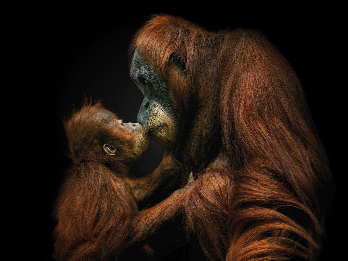 Ihren ersten Nachwuchs bekommen Orang-Utan-Weibchen mit rund 15 Jahren. Nach einer Tragzeit von acht bis neun Monaten bringen die Menschenaffen meist ein einziges Junges zur Welt. Bis zu vier Jahre wird es gesäugt und nah am Körper getragen. Erst im Alter von sechs bis acht Jahren wird es zunehmend selbstständig und geht schließlich eigene Wege.