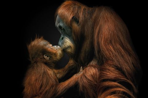 Ihren ersten Nachwuchs bekommen Orang-Utan-Weibchen mit rund 15 Jahren. Nach einer Tragzeit von acht bis neun Monaten bringen die Menschenaffen meist ein einziges Junges zur Welt. Bis zu vier Jahre wird es gesäugt und nah am Körper getragen. Erst im Alter von sechs bis acht Jahren wird es zunehmend selbstständig und geht schließlich eigene Wege.