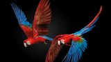 Für seine eindrucksvollen Vogelfotografien wurde Pedro Jarque Krebs unter anderem im Rahmen des Bird Photographer of the Year ausgezeichnet. Hier mitten im Flug zu sehen sind zwei Scharlacharas (Ara macao), die in tropischen Regenwäldern in Mittel- und Südamerika beheimatet sind.