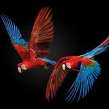 Für seine eindrucksvollen Vogelfotografien wurde Pedro Jarque Krebs unter anderem im Rahmen des Bird Photographer of the Year ausgezeichnet. Hier mitten im Flug zu sehen sind zwei Scharlacharas (Ara macao), die in tropischen Regenwäldern in Mittel- und Südamerika beheimatet sind.