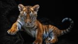 Wildtierporträts wie dieses sind charakteristisch für den Fotografen. Sie wirken, als seien sie im Studio entstanden. Doch den schwarzen Hintergrund fügt Pedro Jarque Krebs in der Postproduktion digital ein, um die Tiere von ihrer natürlichen Umgebung und allem, was den Blick ablenken könnte, zu isolieren. Ziel ist eine intime Beziehung zwischen Betrachter und dem abgebildeten Tier.