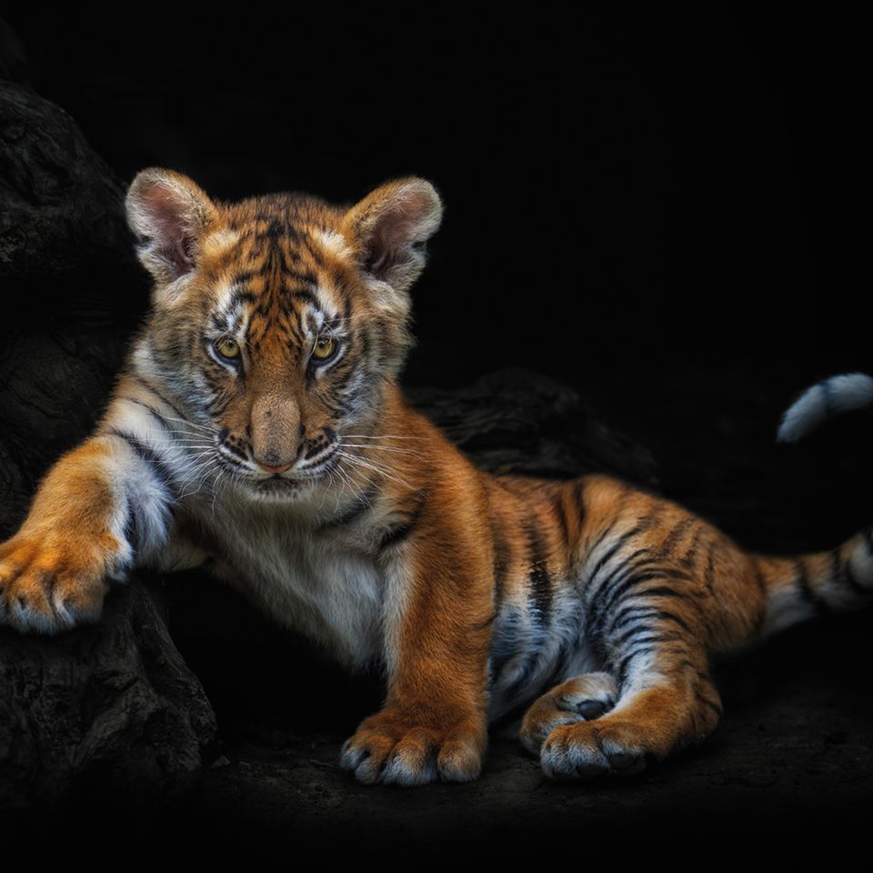 All Eyes on Me Wildtierporträts wie dieses sind charakteristisch für den Fotografen. Sie wirken, als seien sie im Studio entstanden. Doch den schwarzen Hintergrund fügt Pedro Jarque Krebs in der Postproduktion digital ein, um die Tiere von ihrer natürlichen Umgebung und allem, was den Blick ablenken könnte, zu isolieren. Ziel ist eine intime Beziehung zwischen Betrachter und dem abgebildeten Tier.