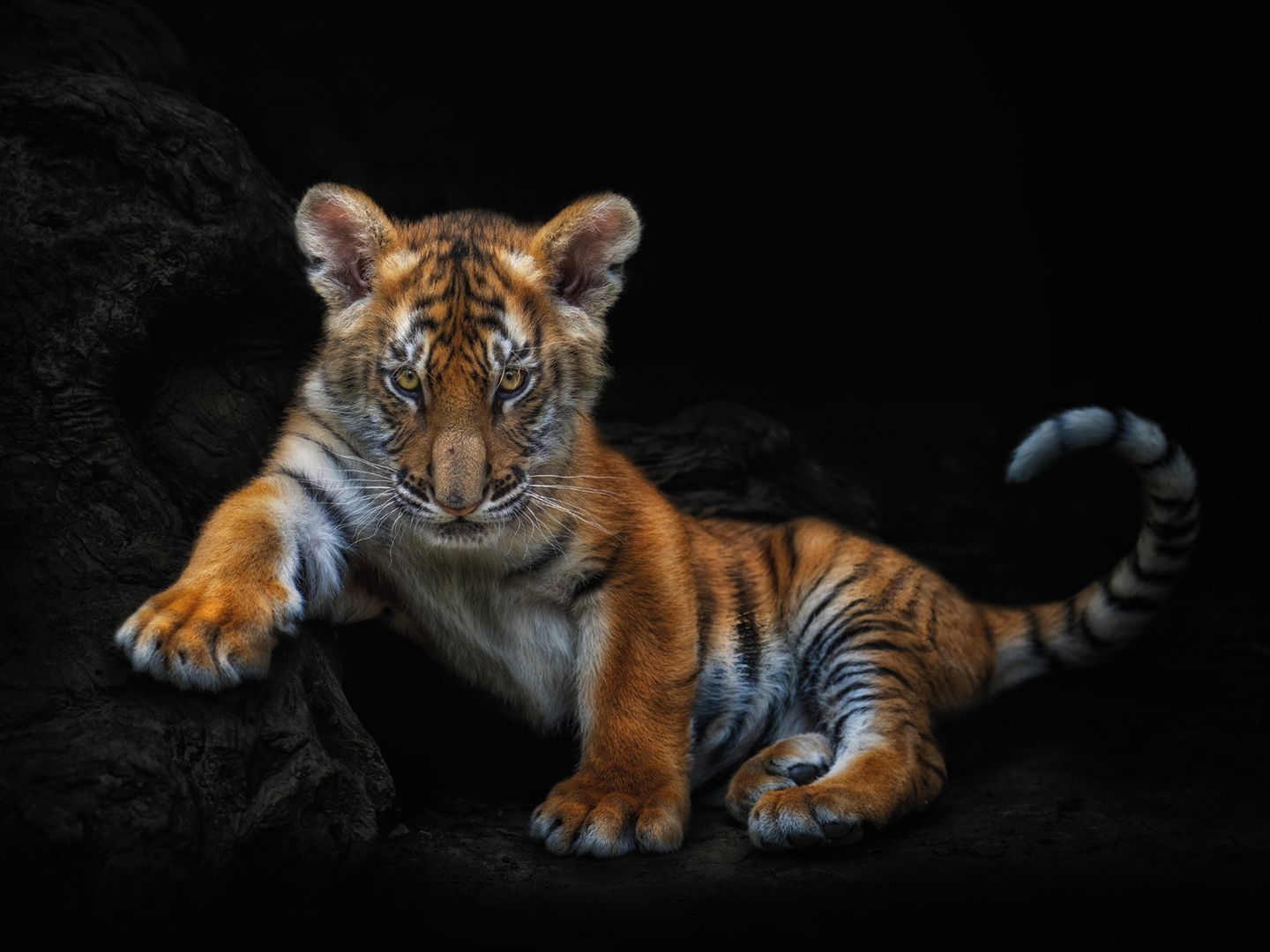 Wildtierporträts wie dieses sind charakteristisch für den Fotografen. Sie wirken, als seien sie im Studio entstanden. Doch den schwarzen Hintergrund fügt Pedro Jarque Krebs in der Postproduktion digital ein, um die Tiere von ihrer natürlichen Umgebung und allem, was den Blick ablenken könnte, zu isolieren. Ziel ist eine intime Beziehung zwischen Betrachter und dem abgebildeten Tier.