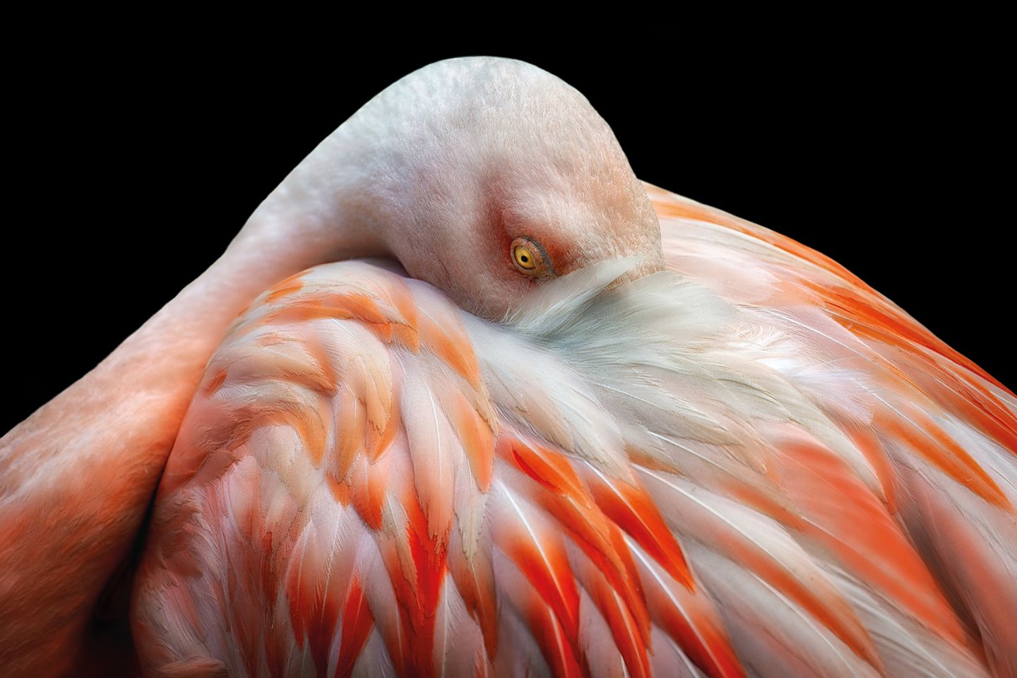 Zum Schlafen stellen sich Flamingos auf ein Bein und legen den Kopf auf dem Gefieder ab. Was nach einem Balanceakt klingt, ist nach aktuellem Forschungsstand für die Tiere mit keinerlei Anstrengung verbunden. Ganz im Gegenteil wirkt die skurrile Haltung stabilisierend. Wissenschaftlern gelang es sogar, einen toten Flamingo auf ein Bein zu stellen und zu belegen, dass die Position keinerlei Muskelkraft erfordert.