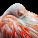 Zum Schlafen stellen sich Flamingos auf ein Bein und legen den Kopf auf dem Gefieder ab. Was nach einem Balanceakt klingt, ist nach aktuellem Forschungsstand für die Tiere mit keinerlei Anstrengung verbunden. Ganz im Gegenteil wirkt die skurrile Haltung stabilisierend. Wissenschaftlern gelang es sogar, einen toten Flamingo auf ein Bein zu stellen und zu belegen, dass die Position keinerlei Muskelkraft erfordert.