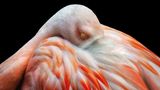 Zum Schlafen stellen sich Flamingos auf ein Bein und legen den Kopf auf dem Gefieder ab. Was nach einem Balanceakt klingt, ist nach aktuellem Forschungsstand für die Tiere mit keinerlei Anstrengung verbunden. Ganz im Gegenteil wirkt die skurrile Haltung stabilisierend. Wissenschaftlern gelang es sogar, einen toten Flamingo auf ein Bein zu stellen und zu belegen, dass die Position keinerlei Muskelkraft erfordert.