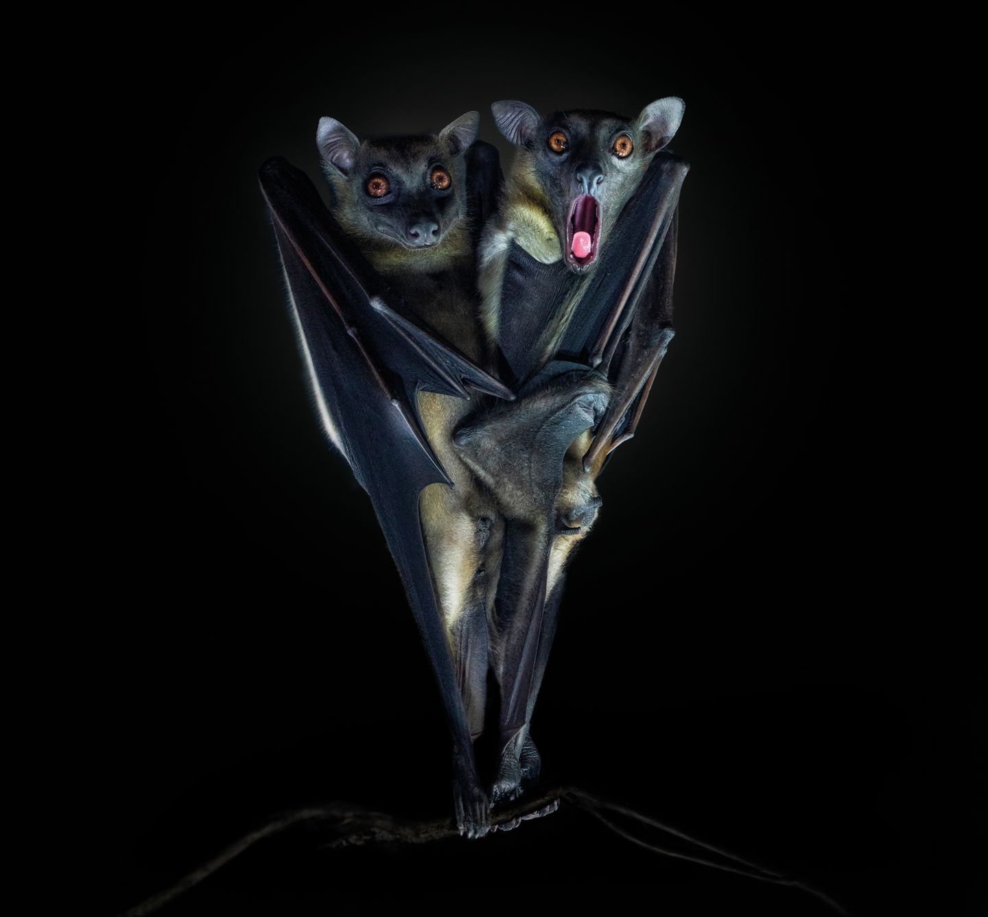 Mit einer Flügelspannweite von bis zu 1,50 Metern gehört der Flughund (Pteropus) zu den größten Fledermäusen der Welt. Die sozialen Tiere hängen tagsüber in großen Kolonien in Baumkronen. Nachts nutzen sie ihr ausgezeichnetes Sehvermögen und den feinen Geruchssinn, um sich in tropischen Wäldern zu orientieren. Anders als viele andere Fledermausarten ernähren sie sich rein vegetarisch von Nektar, Früchten und Blüten.