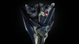 Mit einer Flügelspannweite von bis zu 1,50 Metern gehört der Flughund (Pteropus) zu den größten Fledermäusen der Welt. Die sozialen Tiere hängen tagsüber in großen Kolonien in Baumkronen. Nachts nutzen sie ihr ausgezeichnetes Sehvermögen und den feinen Geruchssinn, um sich in tropischen Wäldern zu orientieren. Anders als viele andere Fledermausarten ernähren sie sich rein vegetarisch von Nektar, Früchten und Blüten.