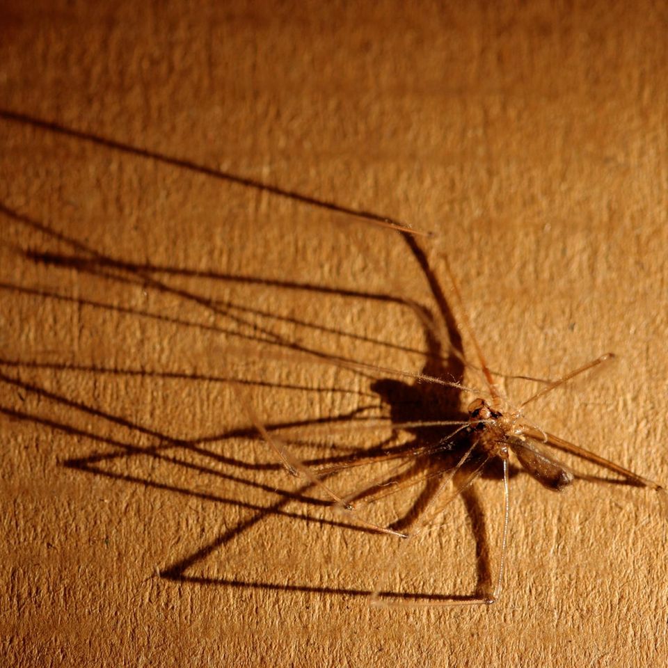 Eine Spinne oder Schatten jagt Menschen mit Arachnophobie große Furcht ein