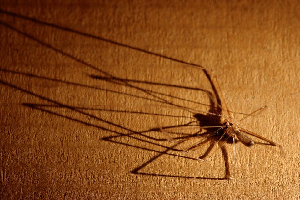 Eine Spinne oder Schatten jagt Menschen mit Arachnophobie große Furcht ein 1.5004