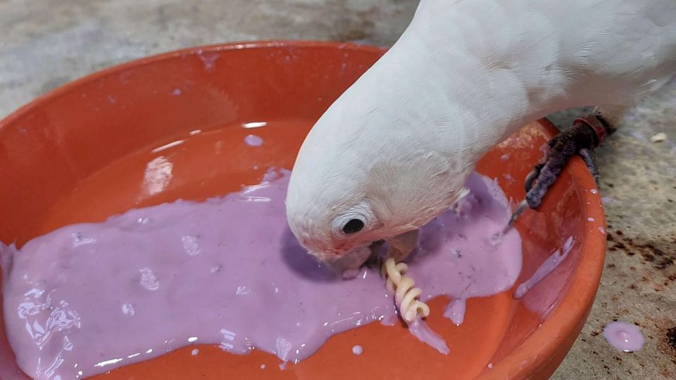 Kakadu beim Essen