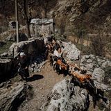 Eine Frau mit einer Ziegenherde