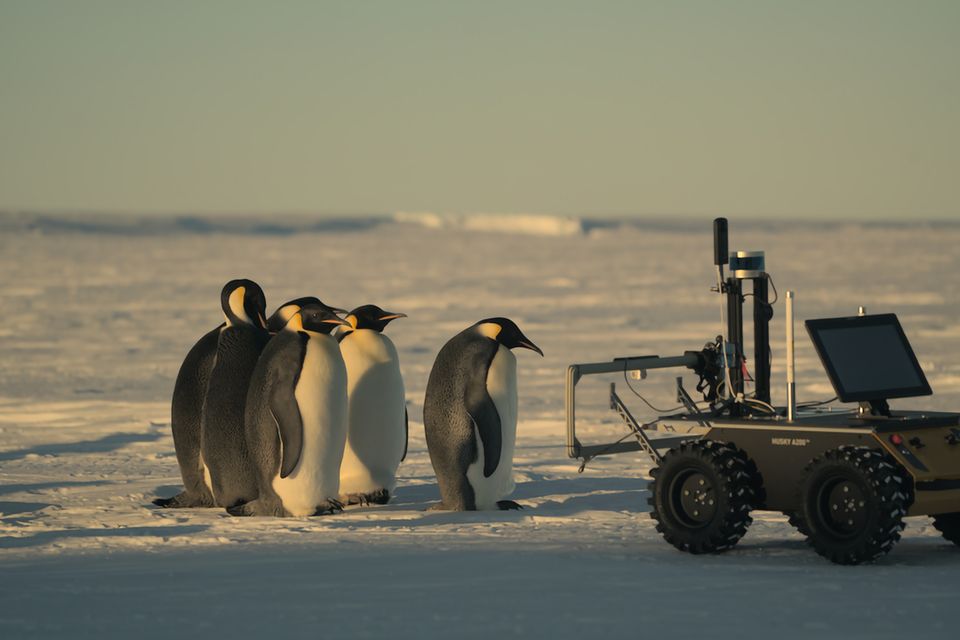 Pinguine treffen auf das ECHO-Roboterfahrzeug