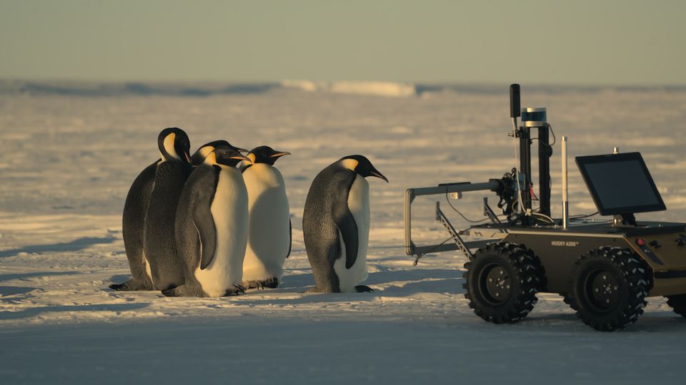 Pinguine treffen auf das ECHO-Roboterfahrzeug 