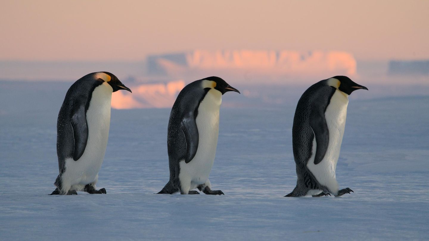 Tierwelt: Das Geheimnis der Kaiserpinguine: Was uns ein Roboter über sie verraten soll