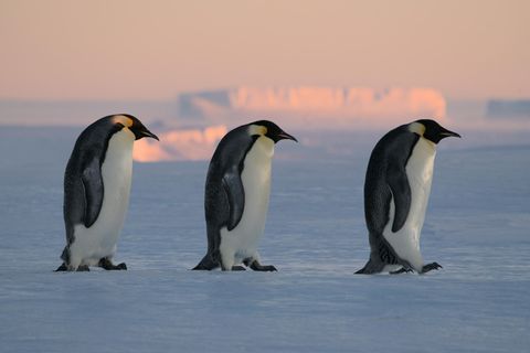 Drei Pinguine